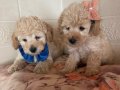 Ev içi bakımına en uygun ırktır Poodle çünkü çok özelliğivar