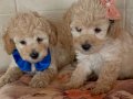 Ev içi bakımına en uygun ırktır Poodle çünkü çok özelliğivar