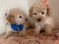 Ev içi bakımına en uygun ırktır Poodle çünkü çok özelliğivar