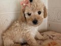 Ev içi bakımına en uygun ırktır Poodle çünkü çok özelliğivar