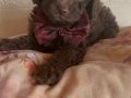 Ev içi bakımına en uygun ırktır Poodle çünkü çok özelliğivar