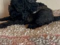 Ev içi bakımına en uygun ırktır Poodle çünkü çok özelliğivar