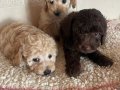 Ev içi bakımına en uygun ırktır Poodle çünkü çok özelliğivar