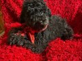 Ev içi bakımına en uygun ırktır Poodle ırkı ️