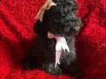 Ev içi bakımına en uygun ırktır Poodle ırkı ️