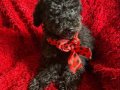 Ev içi bakımına en uygun ırktır Poodle ırkı ️