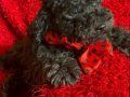Ev içi bakımına en uygun ırktır Poodle ırkı ️