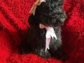 Ev içi bakımına en uygun ırktır Poodle ırkı ️