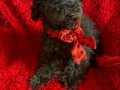 Ev içi bakımına en uygun ırktır Poodle ırkı ️