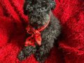 Ev içi bakımına en uygun ırktır Poodle ırkı ️