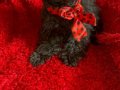 Ev içi bakımına en uygun ırktır Poodle ırkı ️