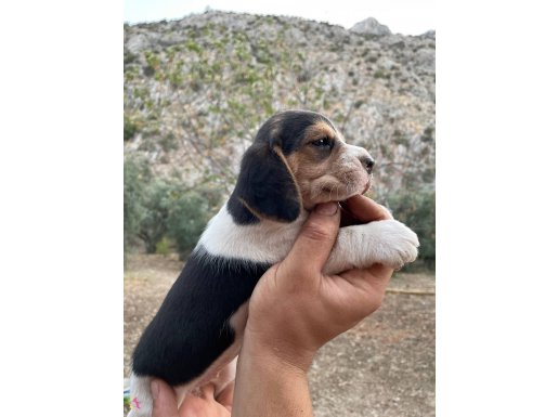 Irk ve sağlık garantili beagle yavrularım.