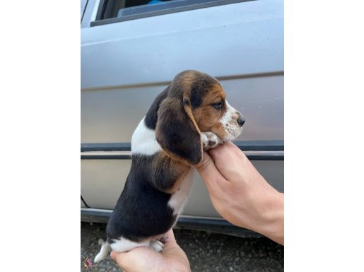 Irk ve sağlık garantili anatomi harikası beagle yavrularım
