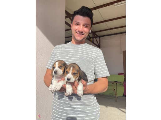Irk ve sağlık garantili anatomi harikası beagle 