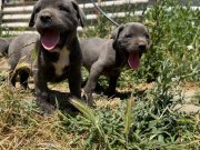 Irk ve sağlık garantili Cane corso yavrularımız 