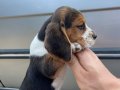 Irk ve sağlık garantili anatomi harikası beagle yavrularım