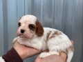 Irk ve Sağlık Garantili Cavalier Yavrular 
