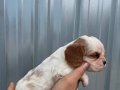 Irk ve Sağlık Garantili Cavalier Yavrular 
