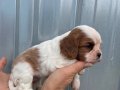 Irk ve Sağlık Garantili Cavalier Yavrular 