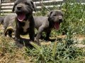 Irk ve sağlık garantili Cane corso yavrularımız 