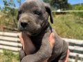 Irk ve sağlık garantili Cane corso yavrularımız 