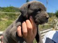 Irk ve sağlık garantili Cane corso yavrularımız 