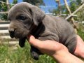 Irk ve sağlık garantili Cane corso yavrularımız 