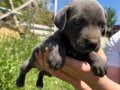Irk ve sağlık garantili Cane corso yavrularımız 