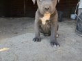 Irk ve sağlık garantili Cane corso yavrularımız 