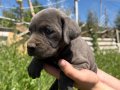 Irk ve sağlık garantili Cane corso yavrularımız 