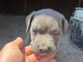 Irk ve sağlık garantili Cane corso yavrularımız 