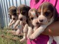 Irk ve sağlık garantili Beagle yavrular detaylı video atılır