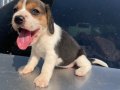 Irk ve sağlık garantili Beagle yavrular detaylı video atılır