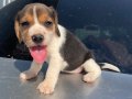 Irk ve sağlık garantili Beagle yavrular detaylı video atılır