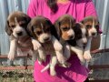 Irk ve sağlık garantili Beagle yavrular detaylı video atılır