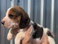 Irk ve sağlık garantili Beagle yavrular detaylı video atılır