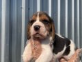 Irk ve sağlık garantili Beagle yavrular detaylı video atılır