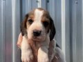 Irk ve sağlık garantili Beagle yavrular detaylı video atılır