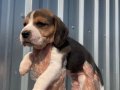 Irk ve sağlık garantili Beagle yavrular detaylı video atılır