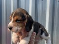 Irk ve sağlık garantili Beagle yavrular detaylı video atılır