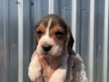 Irk ve sağlık garantili Beagle yavrular detaylı video atılır