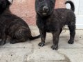 Irk ve sağlık garantili Belçika yavrularımız 