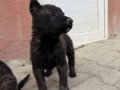 Irk ve sağlık garantili Belçika yavrularımız 