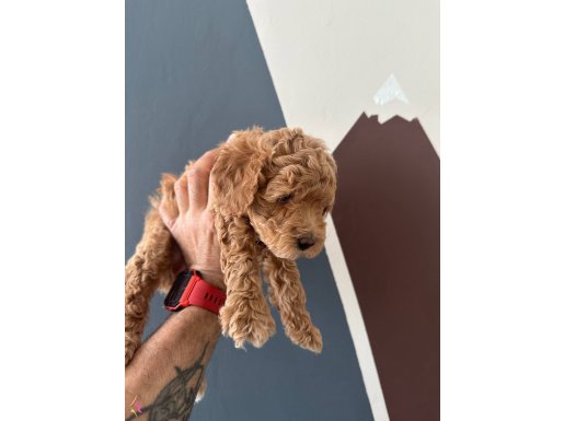 TOY POODLE YAVRU
