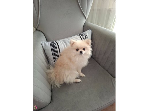 Pomerian tilki surat 8 aylık çok sevimli oyuncu