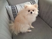 Pomerian tilki surat 8 aylık çok sevimli oyuncu