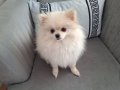 11 Aylık Pomeranian Tilki Surat 