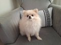 11 Aylık Pomeranian Tilki Surat 