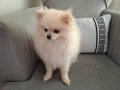 11 Aylık Pomeranian Tilki Surat 