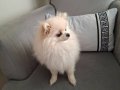 11 Aylık Pomeranian Tilki Surat 
